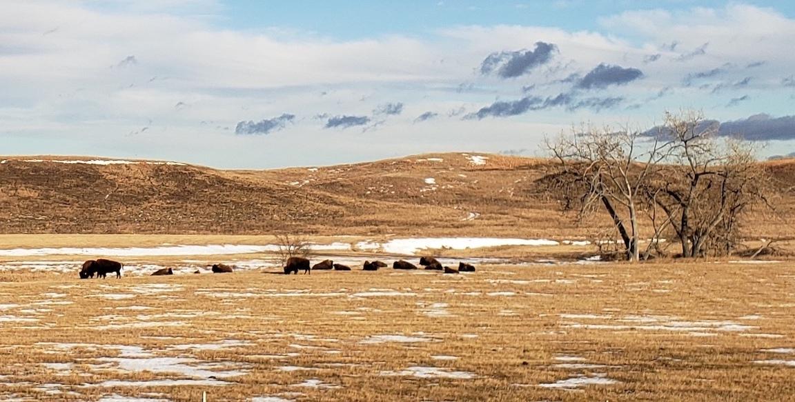 A buffalo herd. Photo credit: Wolakota Lab LLC.