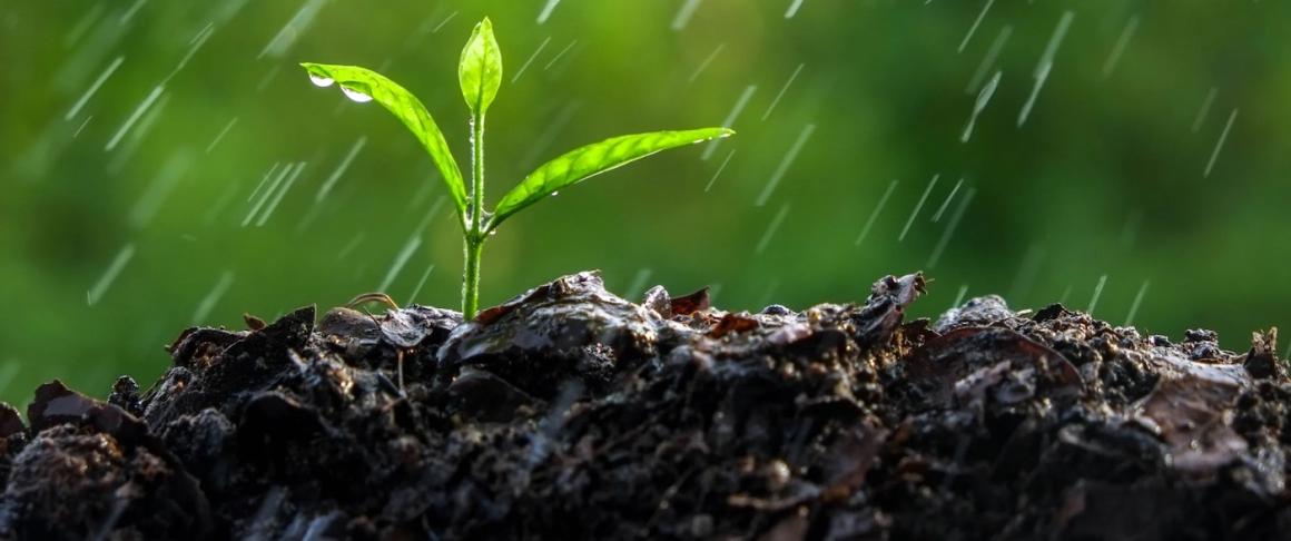 A seedling grows out of the soil in the rain, representing soil moisture.