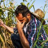 A farmer kneeling among dying corn, representing drought risk to the agricultural sector. Photo credit: Shutterstock, Mladen Mitrinovic.