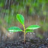 Rain falls on a young plant seedling. Photo credit: Shutterstock, Blue Planet Studio.