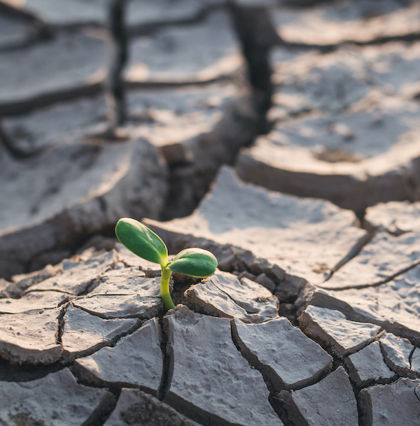 A small plant grows from dry, cracked soil