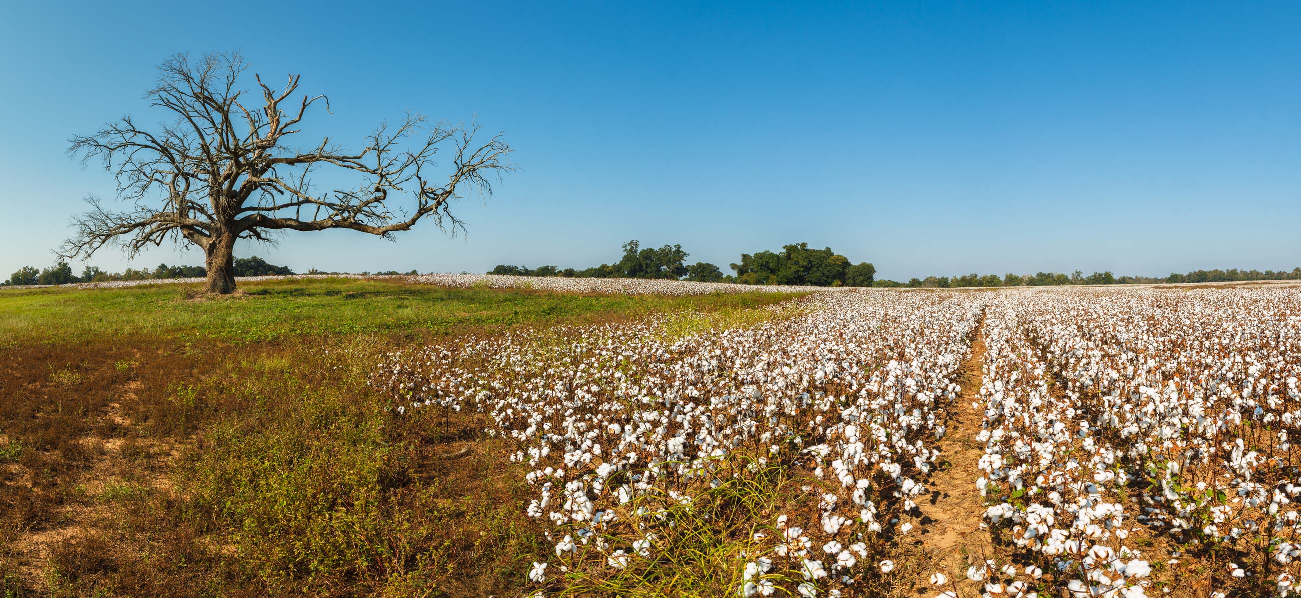 A cotton field and a tree in Alabama.