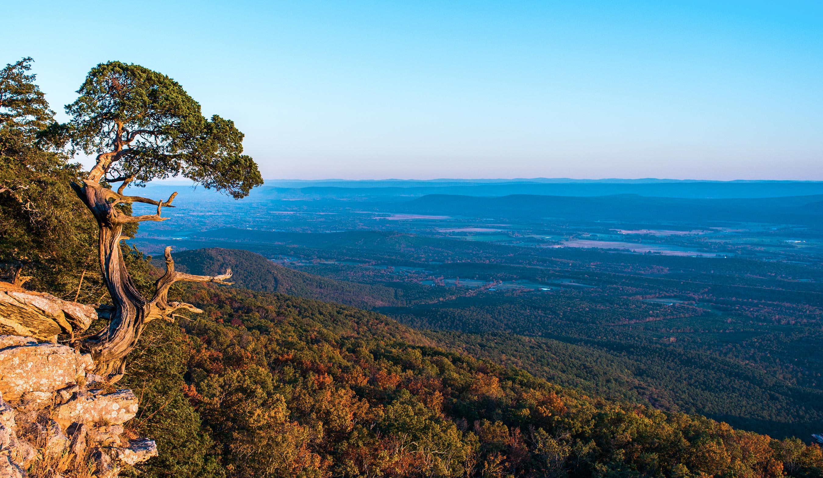 An old tree on a cliff edge in Mt Magazine State Park.