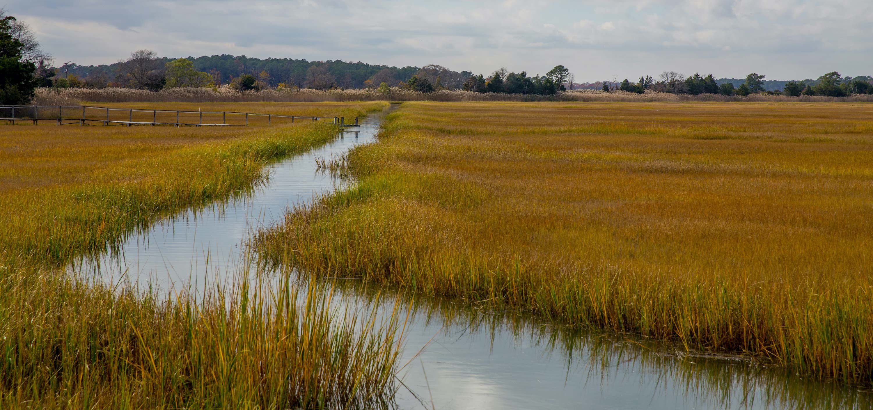 Coastal Atlantic marsh in Delaware.