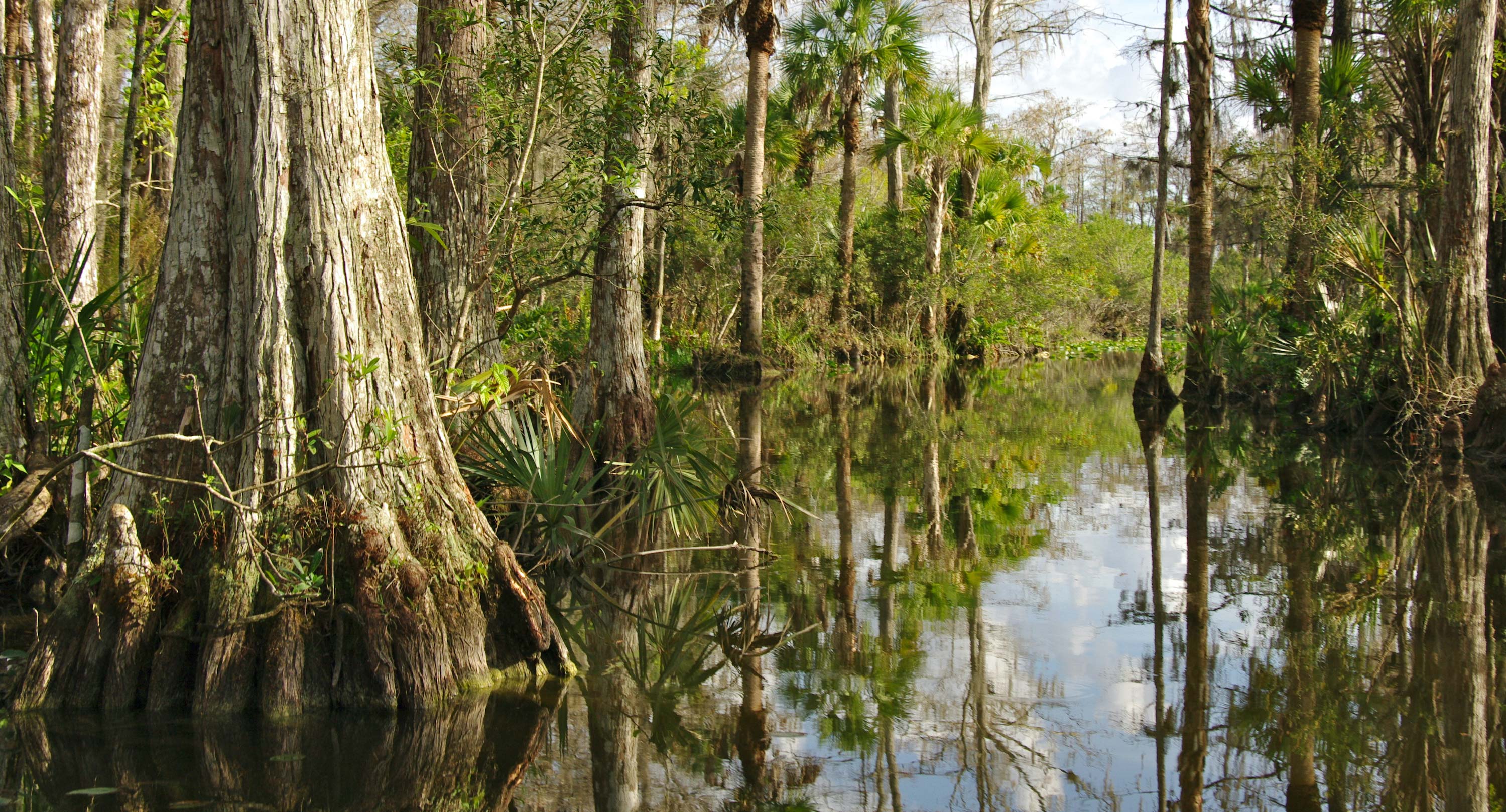 Trees growing in Everglades National Park.