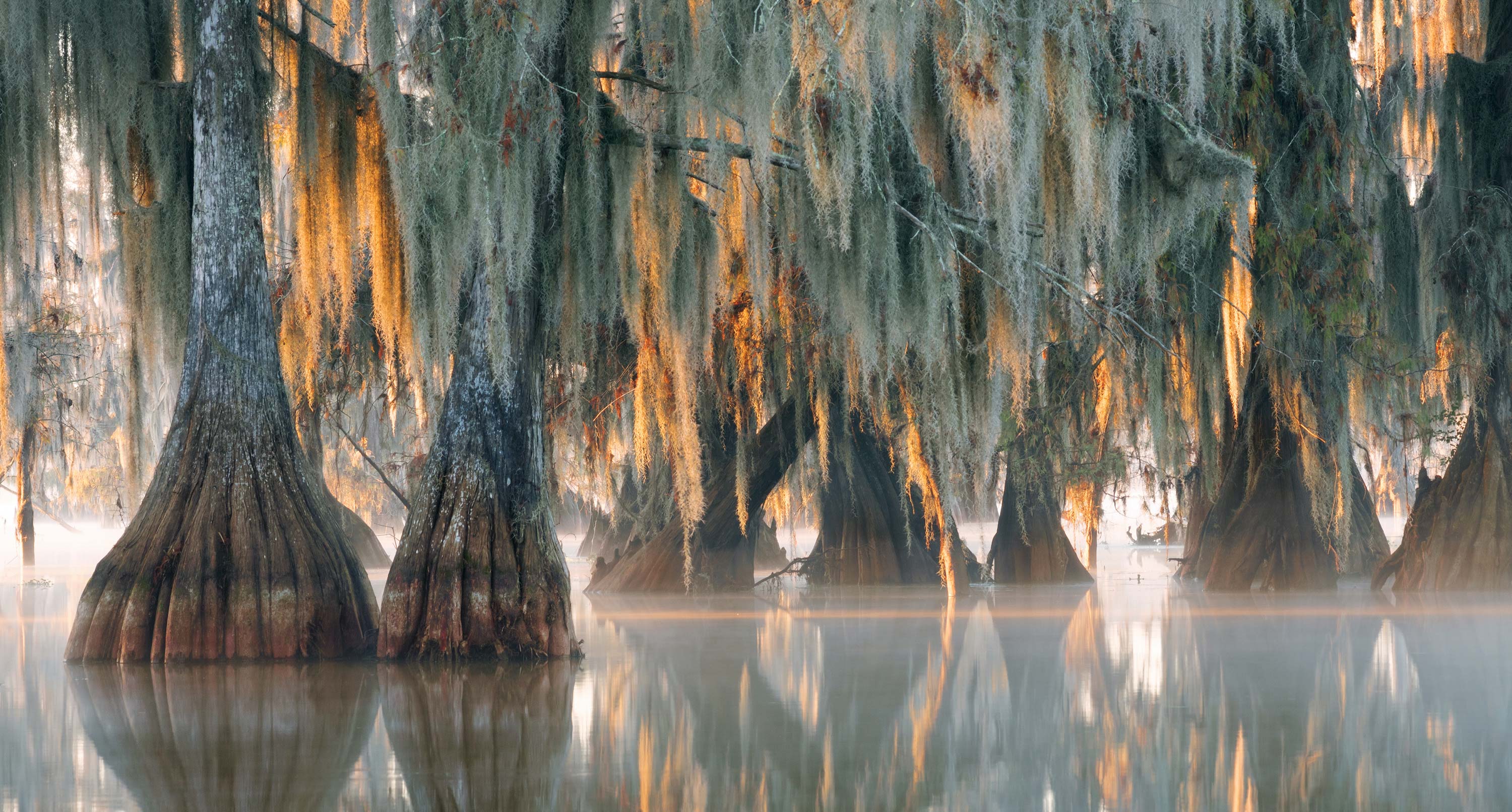 Bald cypress trees with hanging Spanish moss at Lake Martin.