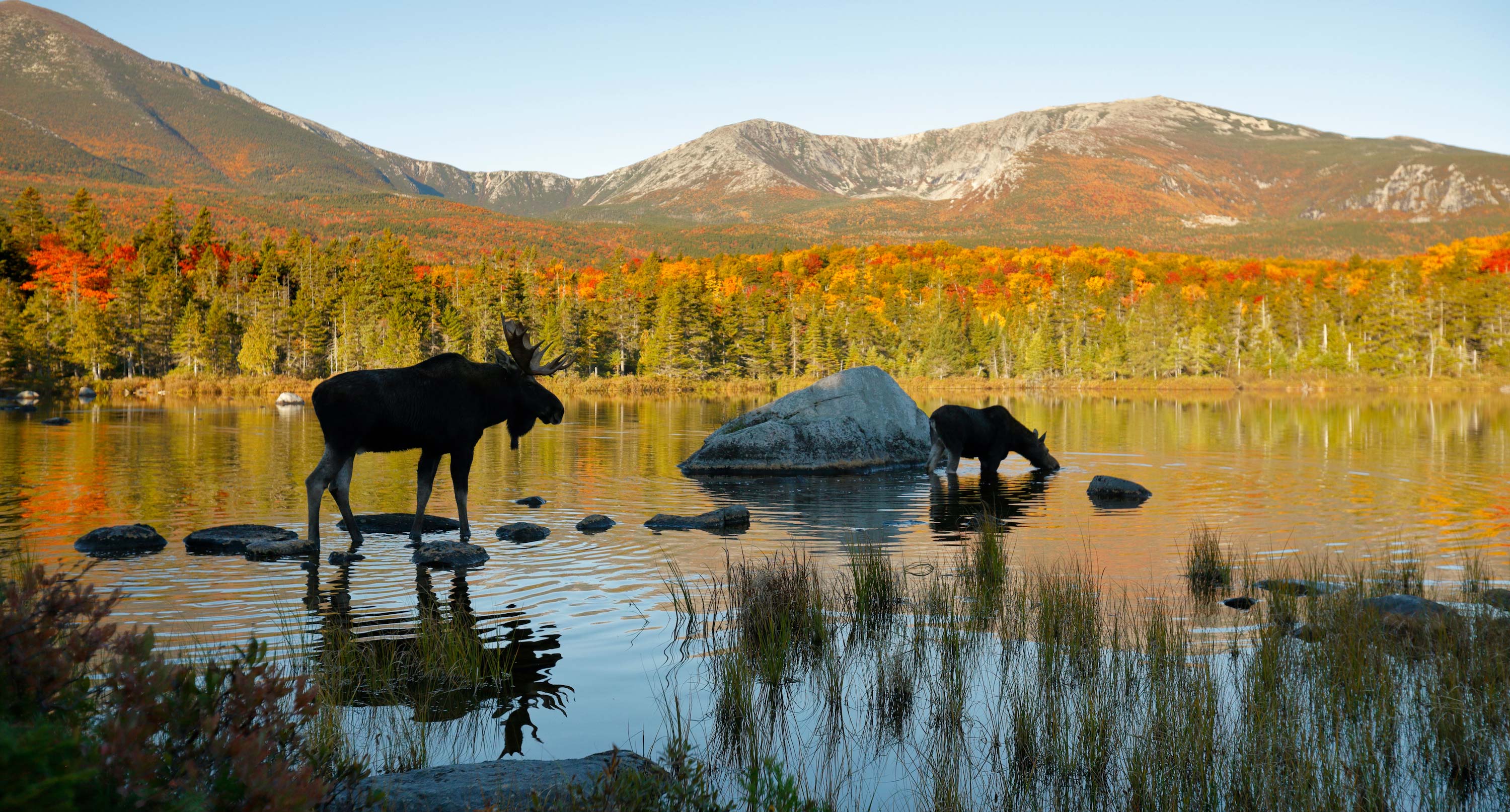Two moose in a pond with fall foliage and mountains in the background.