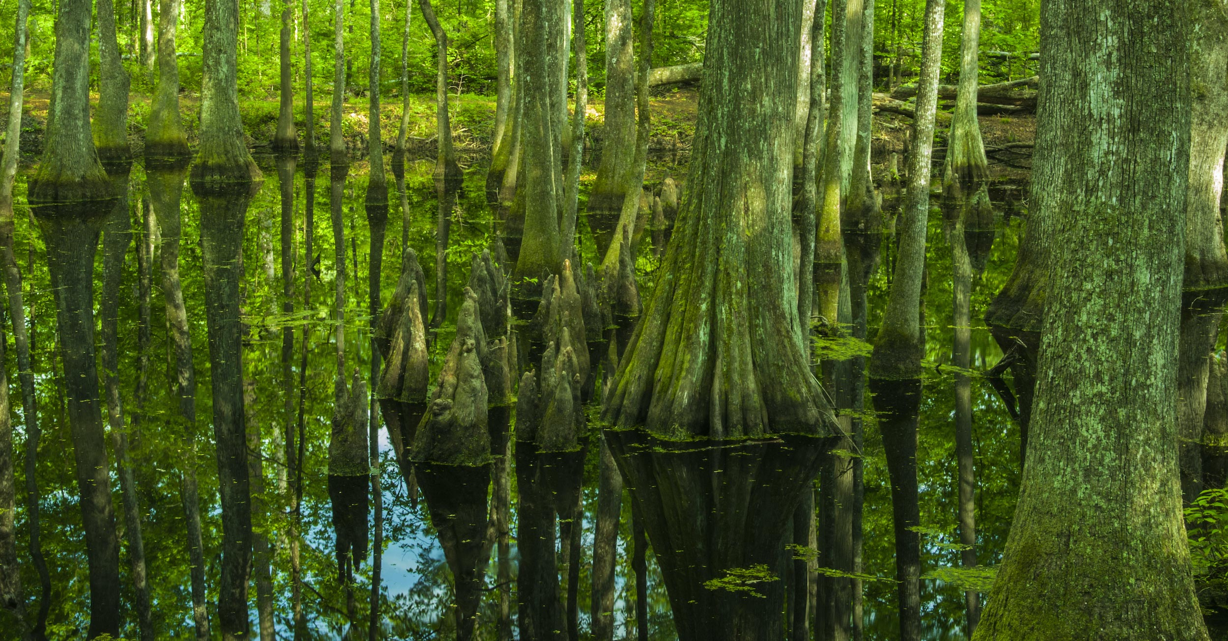 Trees growing out of the water in Cypress Swamp in Mississippi.