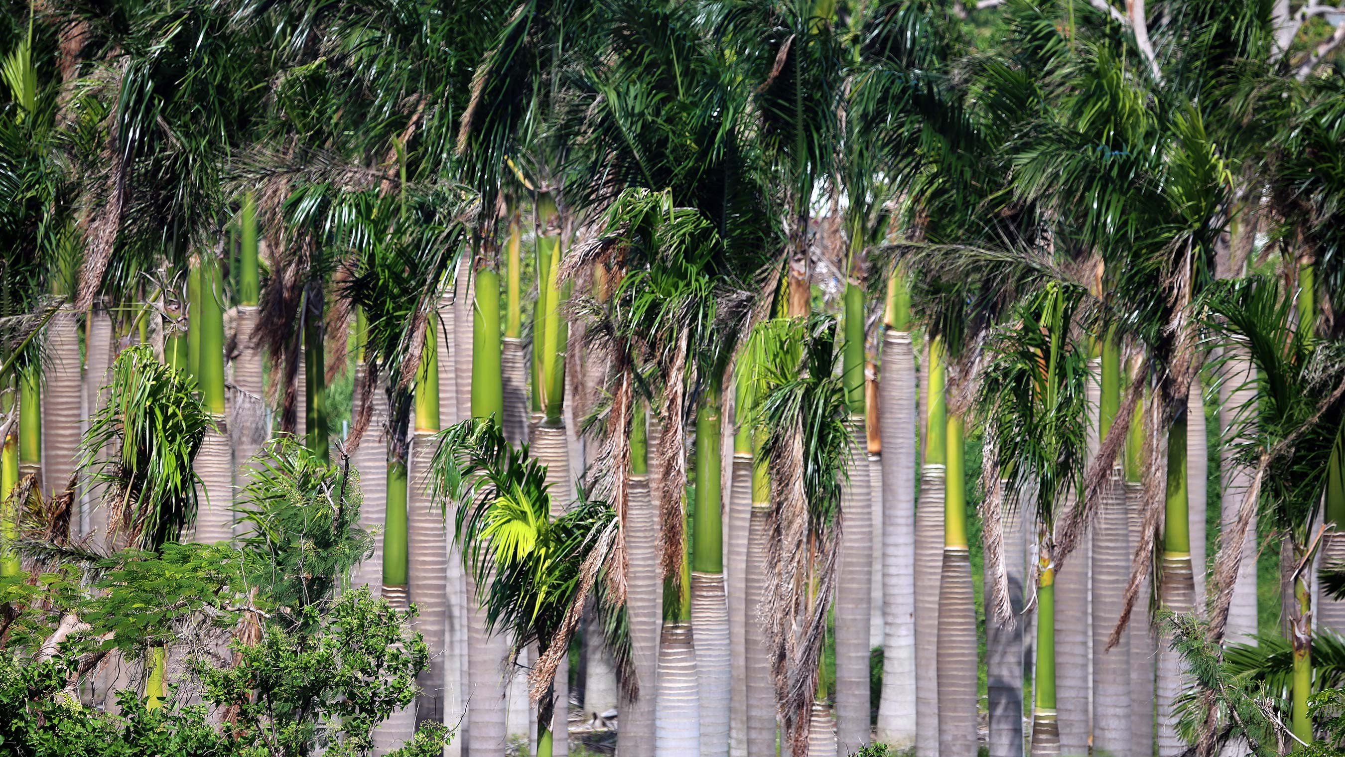 A palm tree grove at St. Croix, U.S. Virgin Islands.