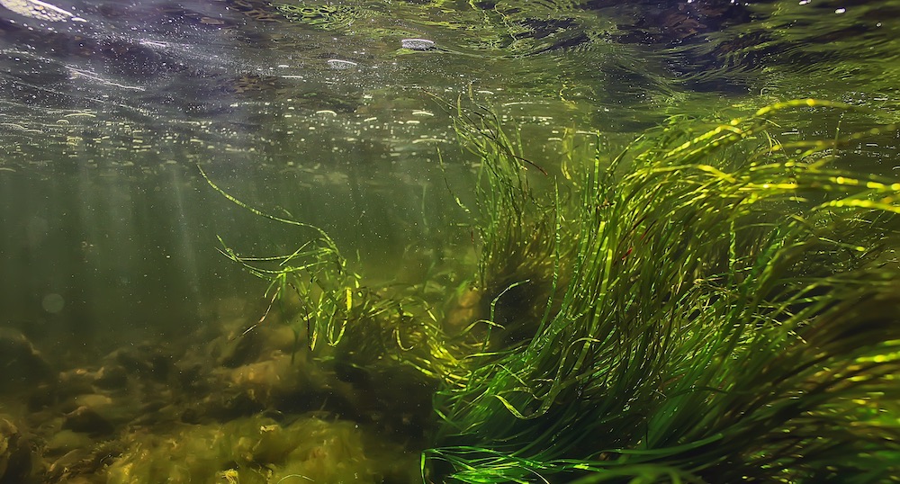 Workshop on Drought and Aquatic Ecosystems in the Southeast U.S ...