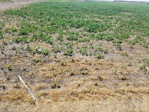 Soybean Crops in Emmons County