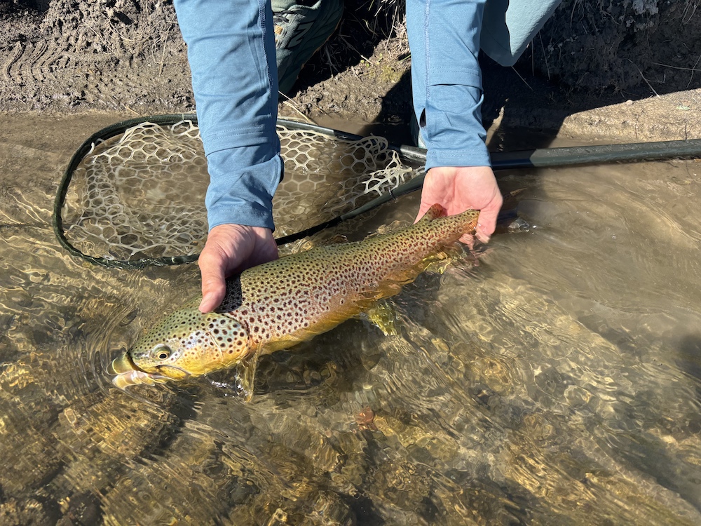 A person holds a brown trout in the water at the side of a Montana river,