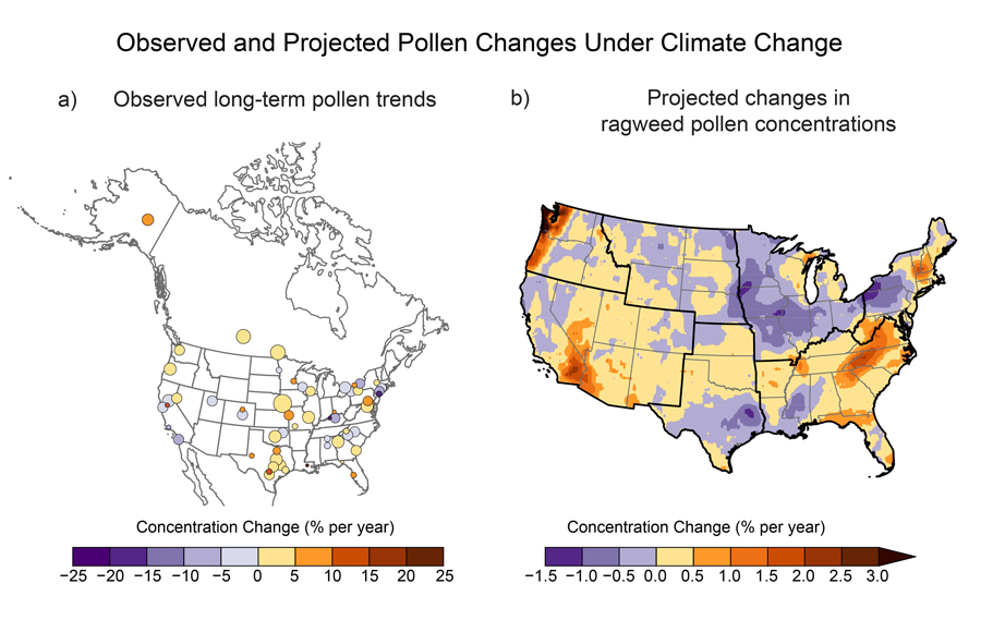  At left: a map of the continental United States shows observed trends in annual total pollen from 1990 to 2018 as described in the caption. Colored circles at various locations in the contiguous US (abbreviated CONUS), plus one location in Alaska and two in Canada, show the percent change per year, with the legend ranging from negative 25 (dark purple) to positive 25 (brownish red). Larger circles indicate stations with more years of data. Stations with longer records and the largest increases are in Texas, Oklahoma, Kansas, Nebraska, Missouri, Canada, and Alaska. Other increases are shown in the Southeast and in Mid-Atlantic states. Other stations in the Southeast show a decrease, as do some stations in the Northeast and California, and single stations in Oklahoma, Colorado, and Utah. At right: a map of CONUS shows projected changes in ragweed pollen concentrations in 2047 compared to 2004. A legend shows percent concentration change per year from negative 1.5 percent (dark purple) to greater than 3 percent (dark brown). The largest increases in ragweed pollen concentrations are projected for the coastal Northwest, southeast California, southwest Arizona, southern Vermont and New Hampshire, and the Appalachians from northwest Georgia to central Virginia. The largest decreases are projected for eastern Texas, central Mississippi, western New York and Pennsylvania, and across most of the Midwest region except for portions of Wisconsin and Michigan. The Northern Great Plains show a mix of small increases and decreases.