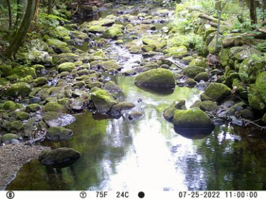 Avery Brook in Whatley, Massachusetts, showing low flow of 0.48 cubic feet per second on July 25.