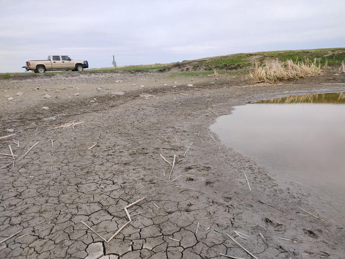 Photo of Surface water on livestock pasture in Eddy County, North Dakota. Submitted on June 7, 2021 to the Condition Monitoring Observer Reports system.