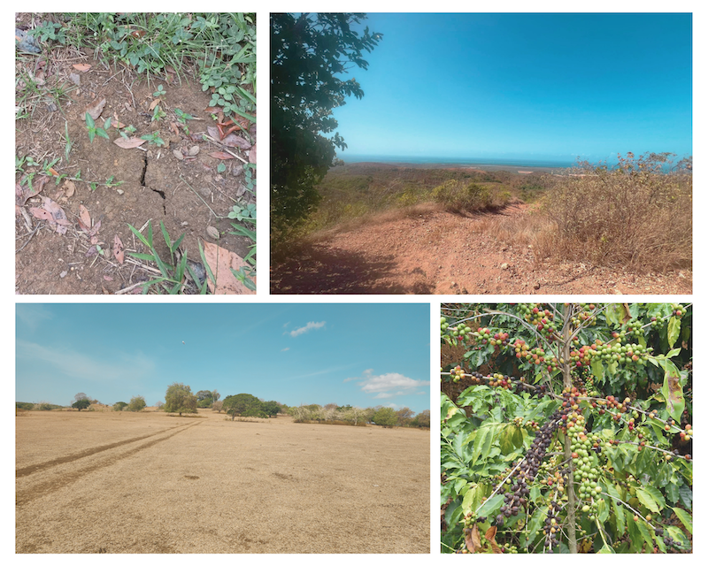 Three photos of drought impacts in Puerto Rico. Left:  cracked soil in Puerto Rico. Right top: dry soil and vegetation in southwest Puerto Rico. Right bottom: dry soil on a ranch in southwest Puerto Rico.