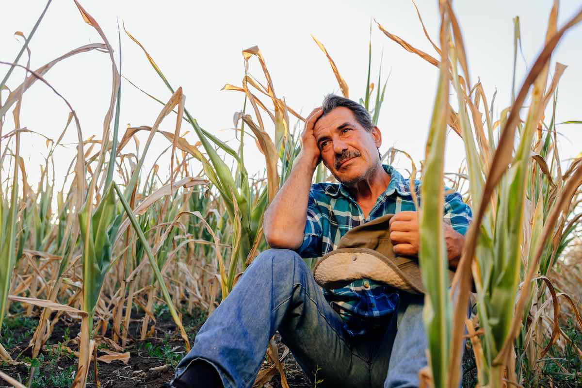 Farmer sitting among corn crops damaged by drought