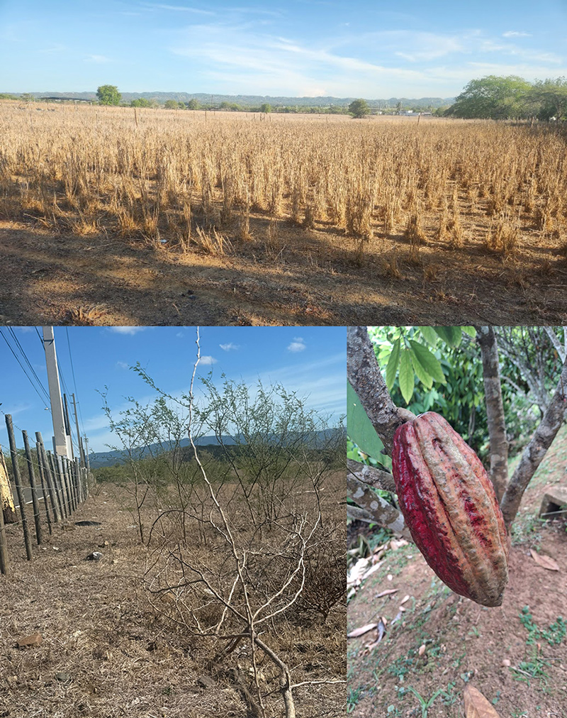 Three photos showing dry soils and agricultural impacts in Puerto Rico. The first two photos show dry soils and vegetation on a cattle farm in Lajas Puerto Rico. The third photo shows a damaged cacao pod attached to a tree.