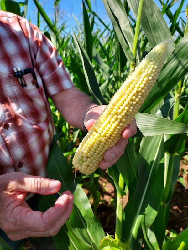 A producer holding an ear of corn to assess corn stand quality during early onset drought conditions in July 2023.