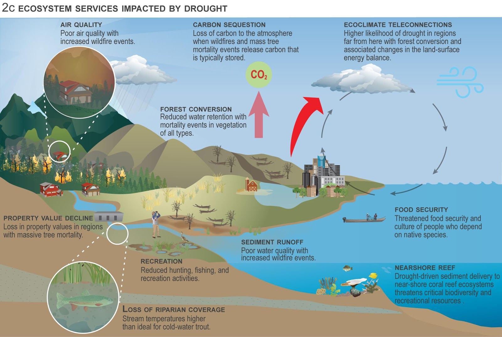 A depiction of ecosystem services lost after ecological drought impacts