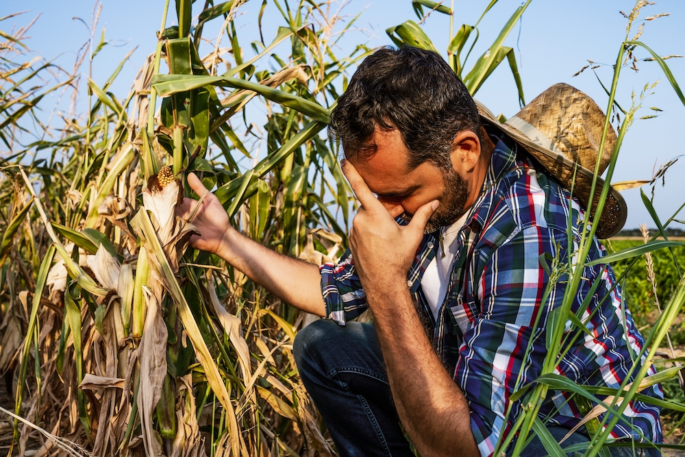 A farmer covers his face as he looks at a cornfield damaged by drought.