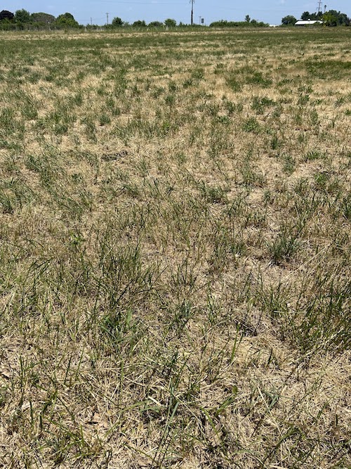 ayfield in Menard County, IL struggling to regrow after first cutting