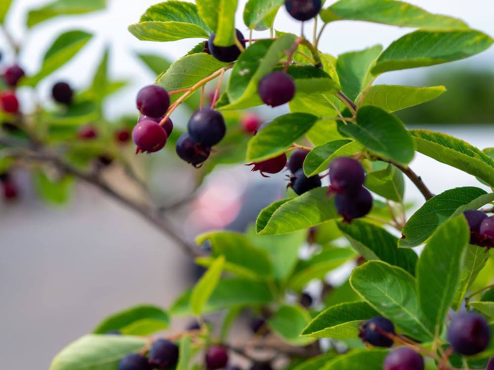  Small, round purple-blue berries hang in clusters from leafy branches outdoors.