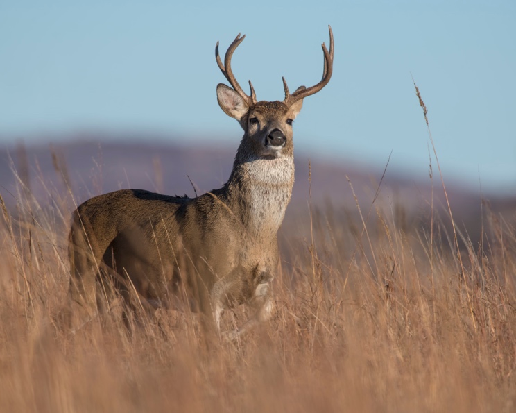 A lone white-tailed deer stands in a grassy field.
