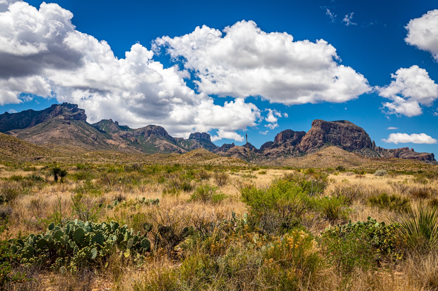 Grassy field with shrubs in front of a series of mountains.
