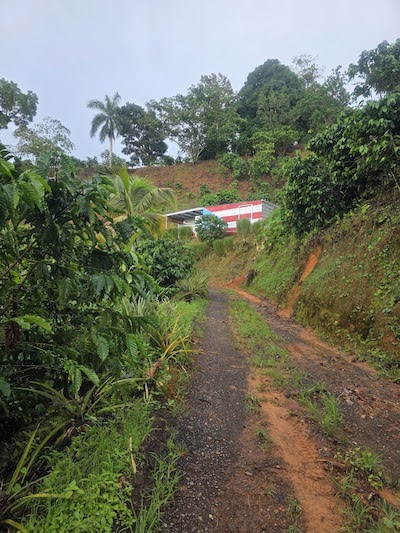 Esta foto muestra tierra suelta de color rojo anaranjado que se deslizó desde la cima de una ladera hacia un camino entierra, y maleza que rodea los cafetos. La lluvia provocó la proliferación de maleza y la erosión del suelo en algunas partes de Puerto Rico.