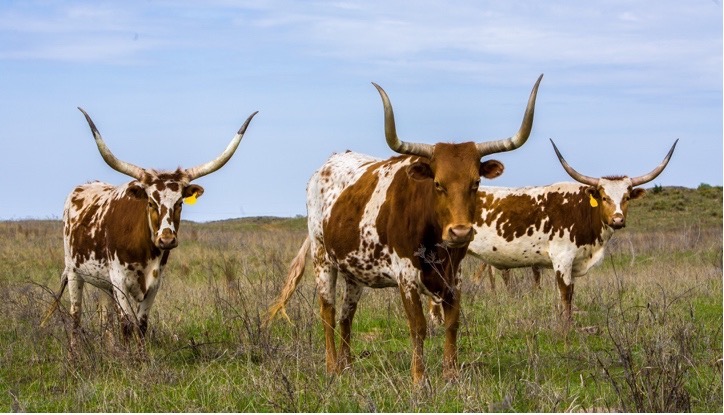 Three long-horn cattle stand in a grassy field in the Oklahoma Panhandle.