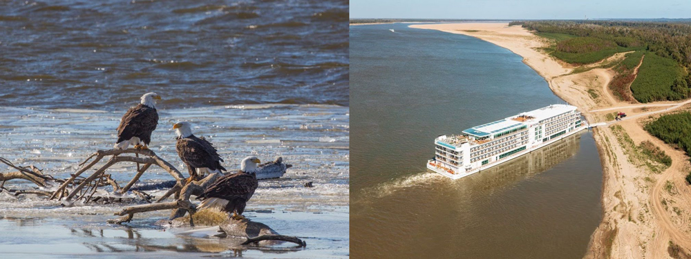 Left: Three bald eagles perch on a branch in the Mississippi River. Right: A Mississippi River boat docked on a sand bank due to low water levels in the river.