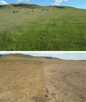 North Dakota Pasture Comparison