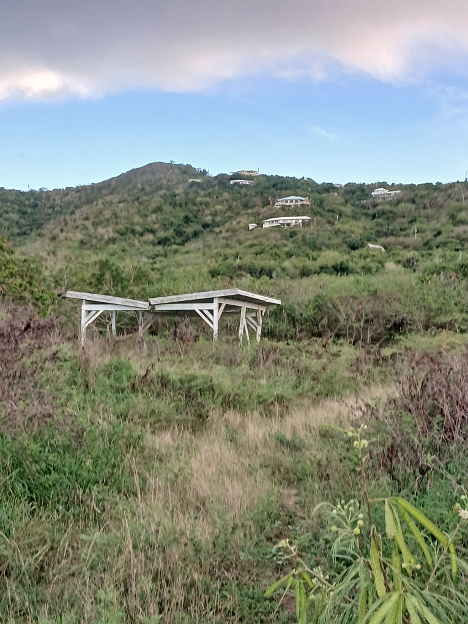 A mix of green vegetation emerges next to brown vegetation near a pavilion at Lang’s Peak, St. Croix.