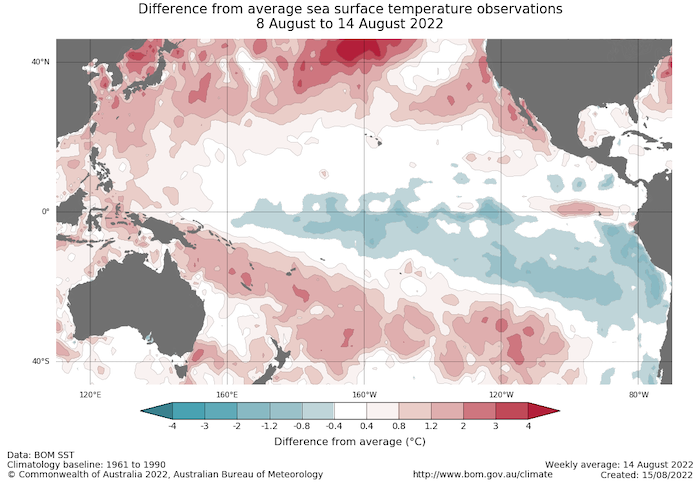 Map of the Pacific Ocean showing sea surface temperature anomalies (in degrees Celsius) for 8-14 August, 2022. A pool of cool water lingers in the central equatorial pacific, consistent with a la Niña pattern.