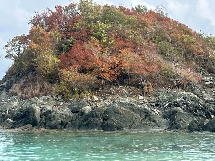 This photo shows dry vegetatian next to the water at Trunk Bay in St. John. 
