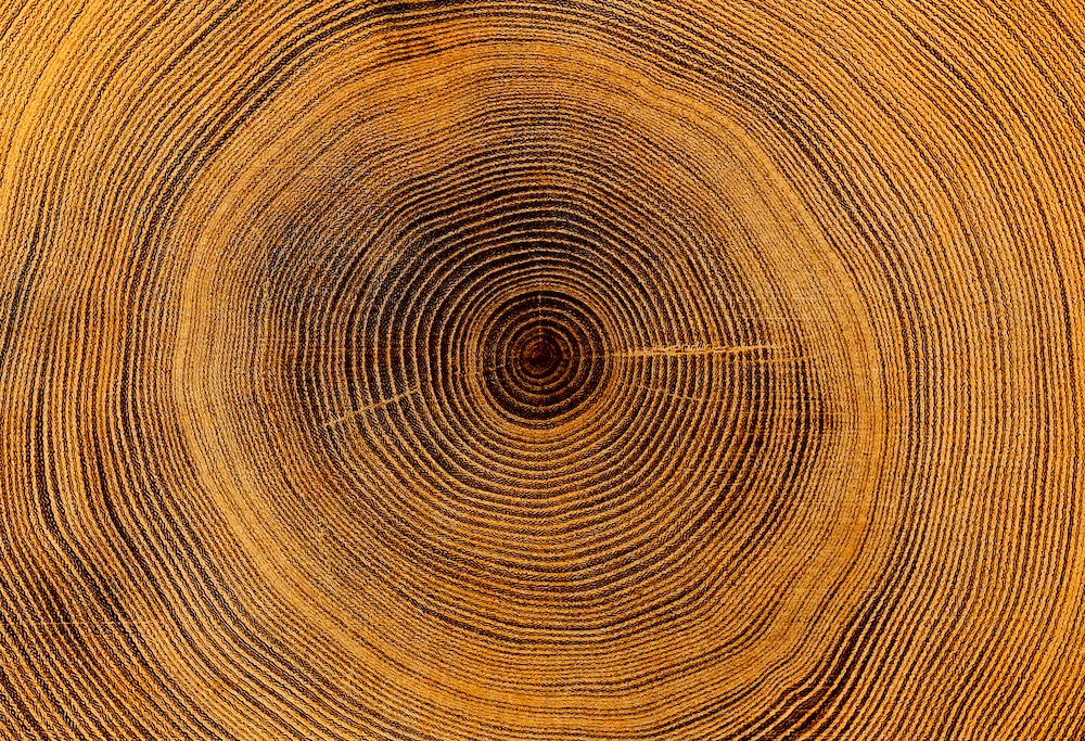 Cross section of oak tree showing tree rings