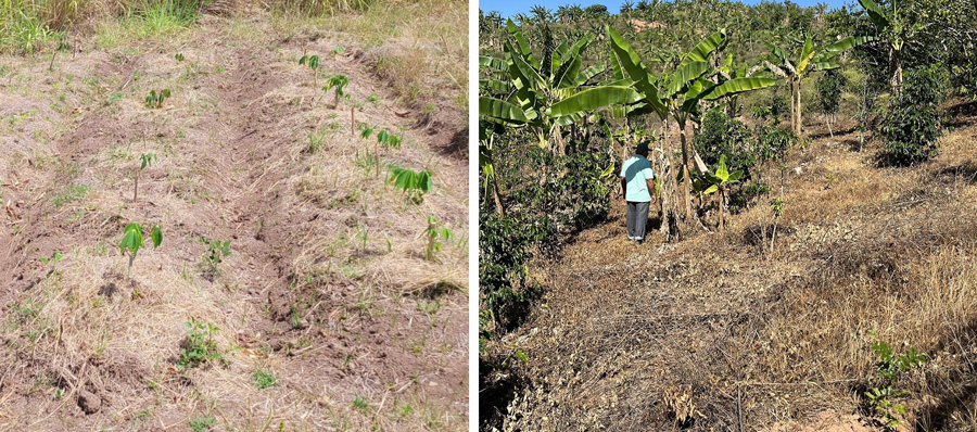  On the left (image by Diana Guzman-Colon), cassava production in the southern region (Coamo) presents loss of leaf turgency. On the right, (image by Samuel Velez-Ramirez), dry conditions affect plantain production in the west central region (Las Marías).