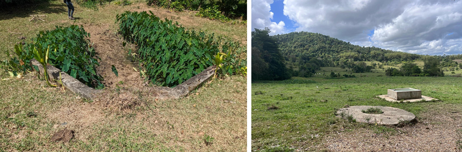 On the left, a dry creek shows no sign of water stream, and wild taro/malanga nearby remains green (image by Sandra Soto Bayó). On the right, some pasture patches are green while others have very little or no grass (image by Gabriela Cotto Santos).