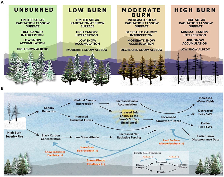 Wildfires alter snow hydrology in numerous ways, several of which act as positive feedbacks to accelerate snowmelt. 
