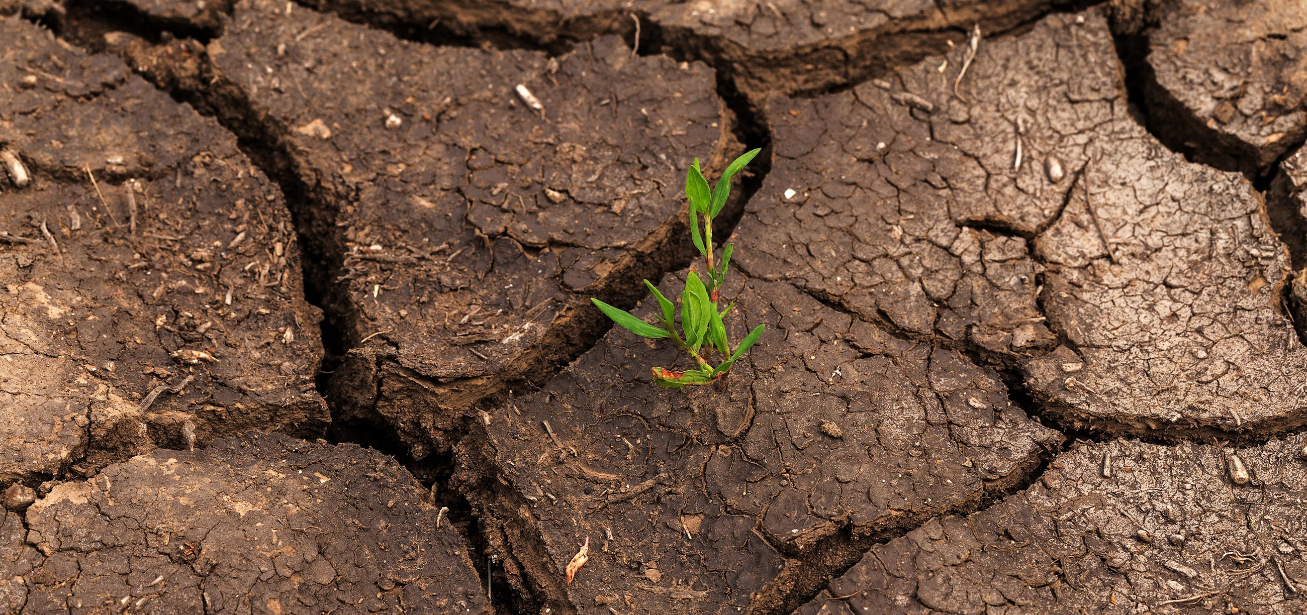 Dried out, cracked soil