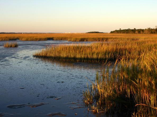 A marsh in Pawleys Island, South Carolina