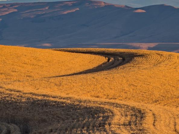 A field of wheat in Oregon