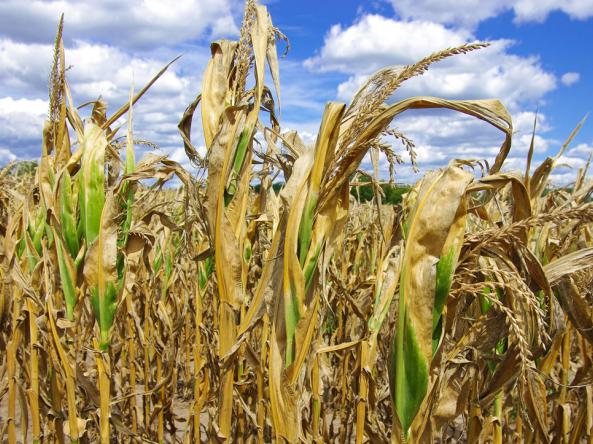 Corn crops growing 