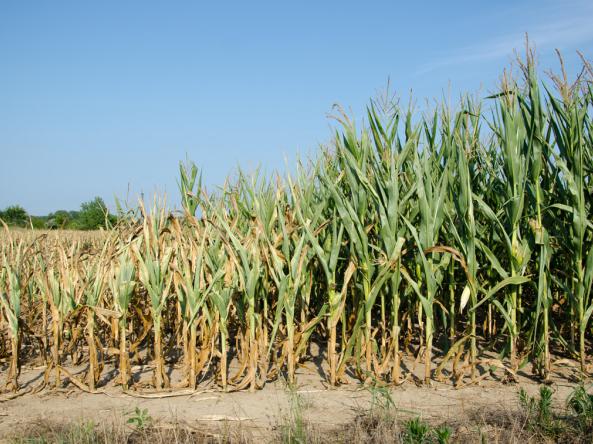 Damaged corn crops in the Midwest U.S.
