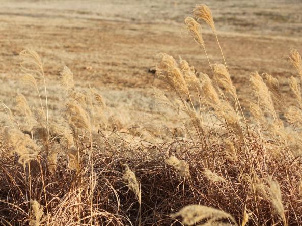 Dry prairie grass in Oklahoma