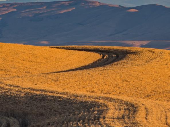 A field of wheat in Oregon, showing dry conditions.