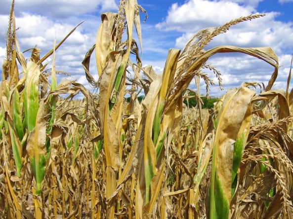 Corn stalks damaged by drought.