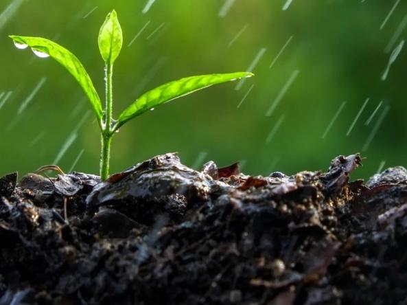 A seedling growing out of soil in the rain.