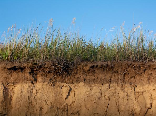 Cross section of soil with grass growing on top.